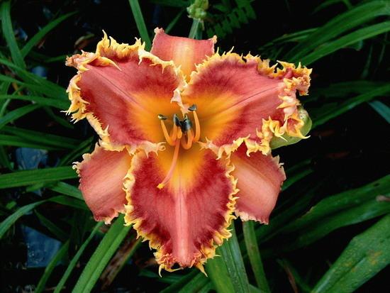 Photo of Daylily (Hemerocallis 'Interview with a Vampire') uploaded by vic
