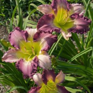 Photo courtesy of Thoroughbred Daylilies  Used with Permission