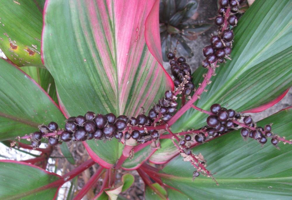 Photo of Ti Plant (Cordyline fruticosa 'Tricolor') uploaded by Dutchlady1