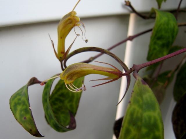 Photo of Lipstick Plant (Aeschynanthus longicaulis) uploaded by GoneTropical