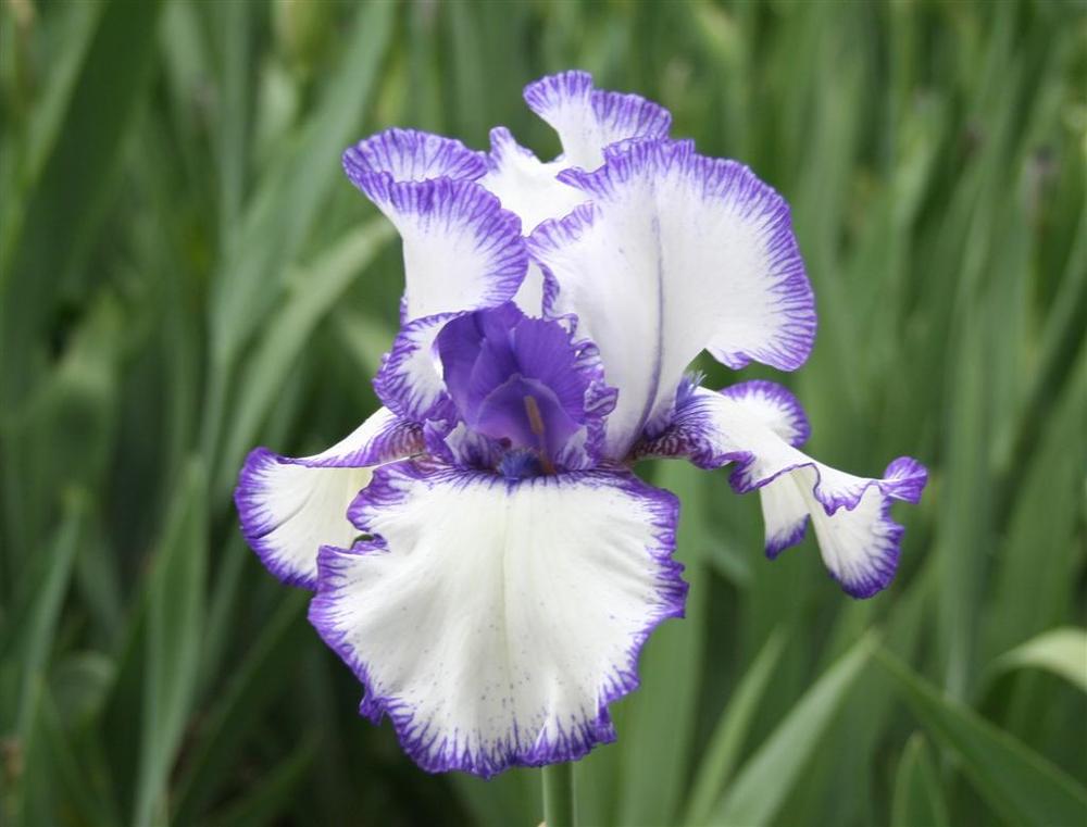 Photo of Tall Bearded Iris (Iris 'Rare Treat') uploaded by KentPfeiffer