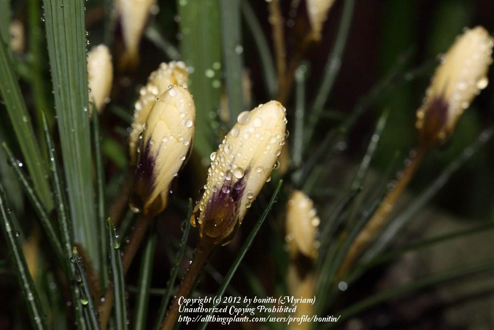 Photo of Snow Crocus (Crocus chrysanthus 'Cream Beauty') uploaded by bonitin