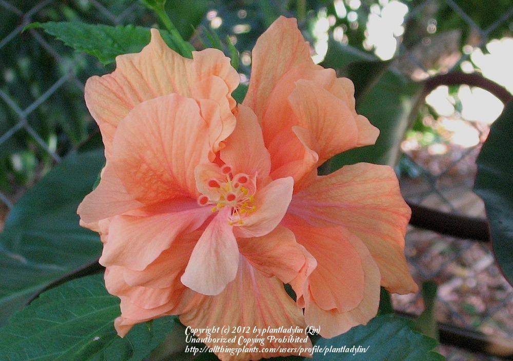 Photo of Hibiscus (Hibiscus rosa-sinensis 'Double Apricot') uploaded by plantladylin