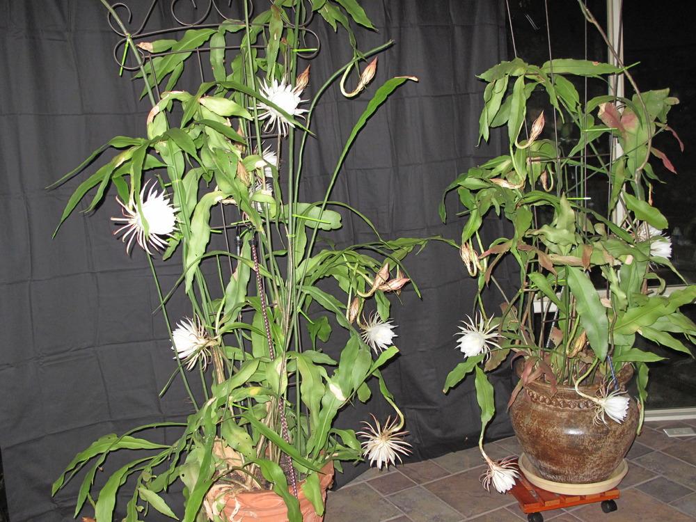 Photo of Queen of the Night (Epiphyllum oxypetalum) uploaded by rocklady