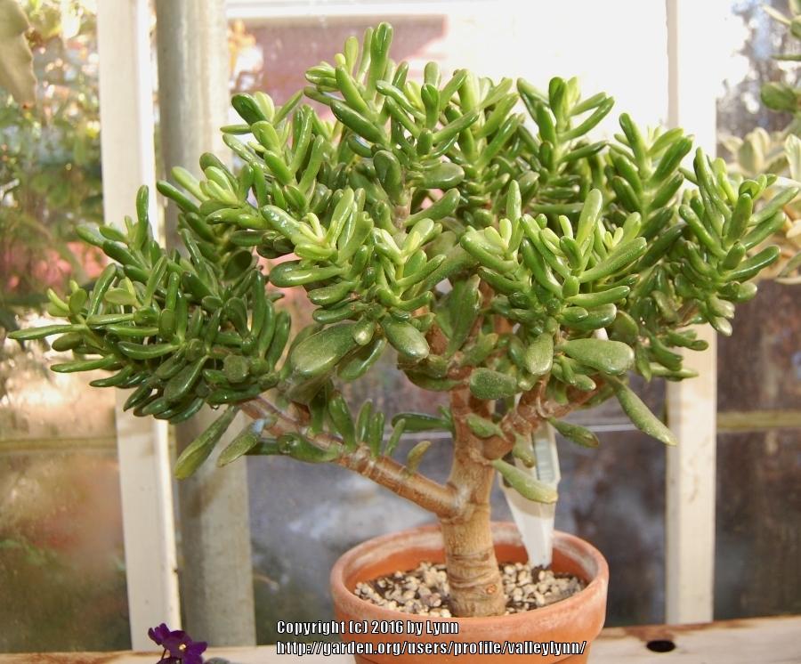 Photo of Jade Plant (Crassula ovata) uploaded by valleylynn