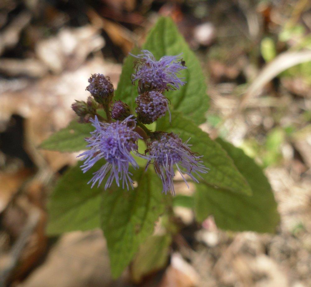 Photo of Blue Mistflower (Conoclinium coelestinum) uploaded by wildflowers