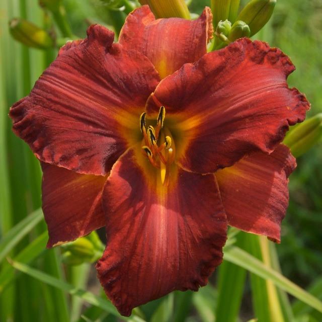 Photo of Daylily (Hemerocallis 'Hot Tamales and Red Hots') uploaded by Calif_Sue
