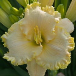 
Date: 2008-10-20
Photo courtesy of Thoroughbred Daylilies  Used with Permission