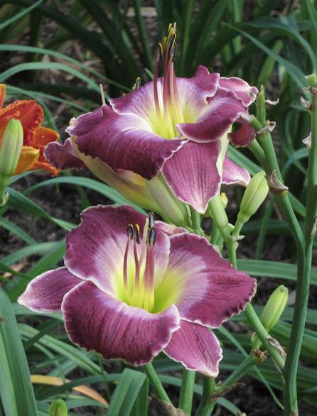Photo of Daylily (Hemerocallis 'Lord of Rings') uploaded by Calif_Sue