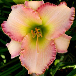 
Date: 2008-01-13
Photo courtesy of Thoroughbred Daylilies  Used with Permission