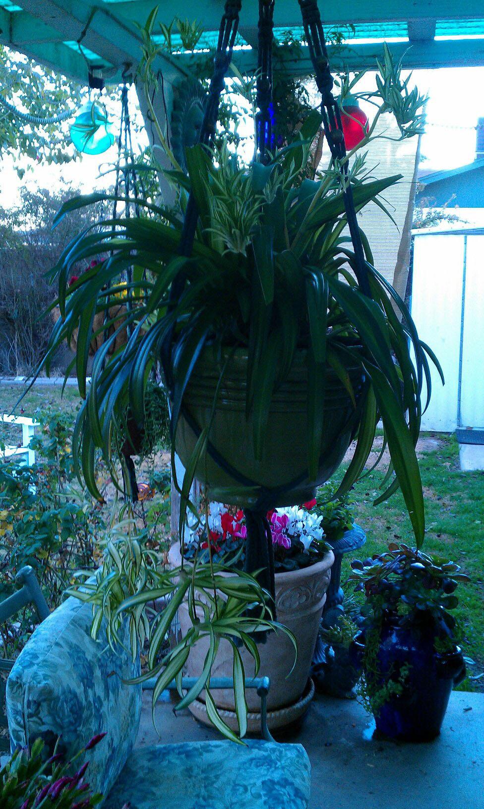 Photo of Spider Plant (Chlorophytum viridescens 'Hawaiian') uploaded by GardenGuyAZ