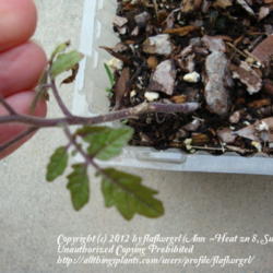 Location: zone 8/9 Lake City, Fl.
Date: 2012-02-06
Solanum pimpinellifolium