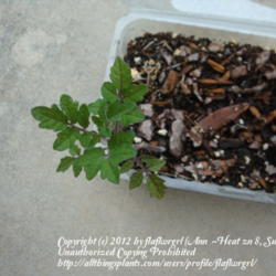 Location: zone 8/9 Lake City, Fl.
Date: 2012-02-06
young S. pimpinellifolium plant