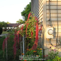 Location: My Cincinnati, Ohio garden
Date: September 2007
Love Lies Bleeding can grow up to 6 feet tall