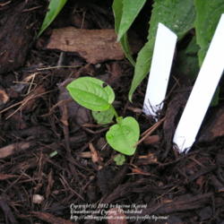 Location: My Cincinnati, Ohio garden
Date: Spring 2007
Volunteer Echinacea seedling