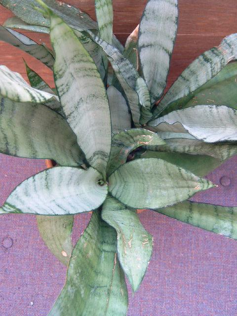 Photo of Snake Plant (Dracaena trifasciata 'Moonshine') uploaded by pod