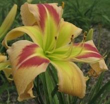 Photo of Daylily (Hemerocallis 'Square Dancer's Curtsy') uploaded by vic