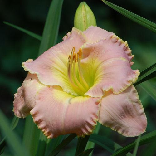 Photo of Daylily (Hemerocallis 'Belle Cook') uploaded by Calif_Sue