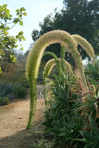 Photo of Foxtail Agave (Agave attenuata) uploaded by Calif_Sue