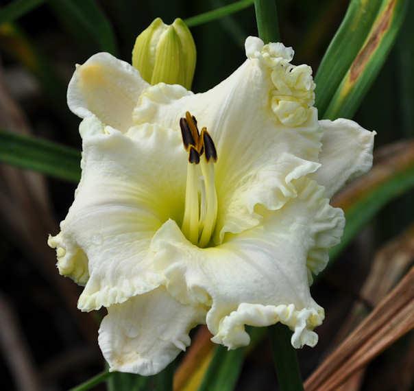 Photo of Daylily (Hemerocallis 'Alpine Ruffles') uploaded by Calif_Sue