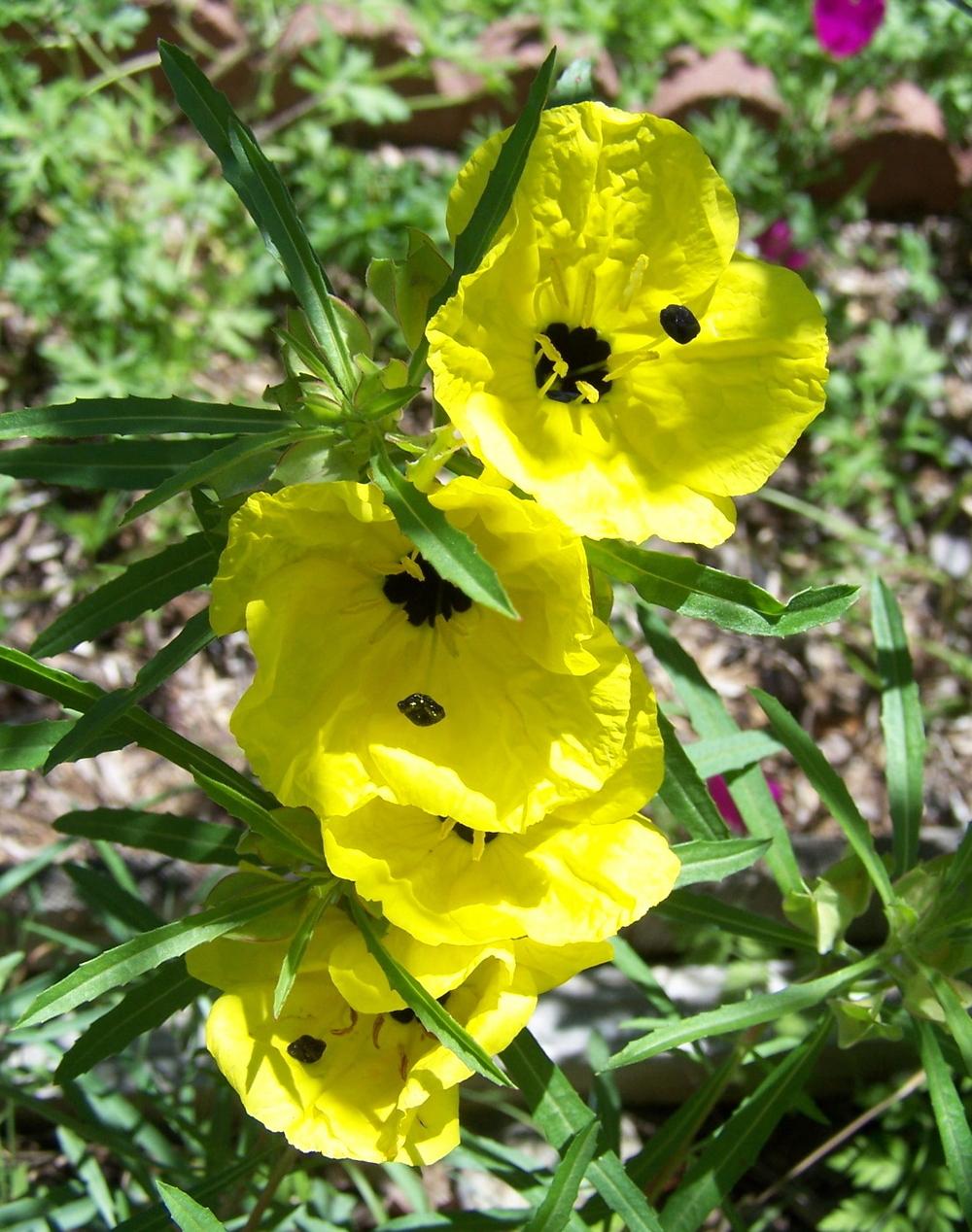 Photo of Berlandier's Sundrops (Oenothera berlandieri) uploaded by LindaTX8