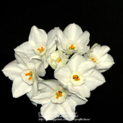 Location: Indoors - Central Valley area, CA
Date: 2012-02-07
Narcissus 'Ziva'