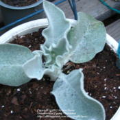 A new plant in the garden-Verbascum bombyciferum 'Arctic Summer'
