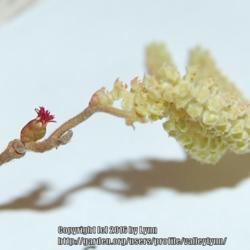 Location: Pacific Northwest, zone 8
Date: Feb 6, 2012
Red female flower with male flowers (catkins)