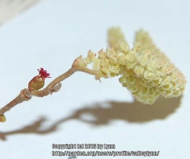 Photo of American Hazelnut (Corylus americana) uploaded by valleylynn