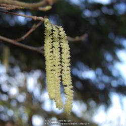Location: Pacific Northwest, zone 8
Date: Feb 6, 2012
Male flowers