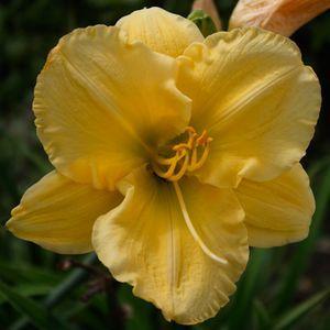 Photo of Daylily (Hemerocallis 'Carolyn Criswell') uploaded by vic
