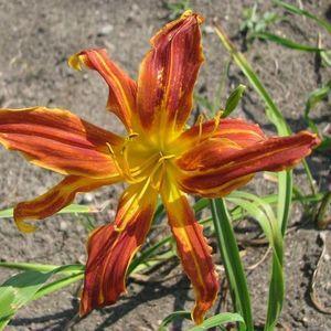 Photo of Daylily (Hemerocallis 'Brown Recluse') uploaded by vic