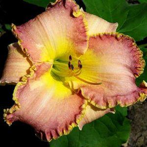 Photo of Daylily (Hemerocallis 'Clothed in Glory') uploaded by vic