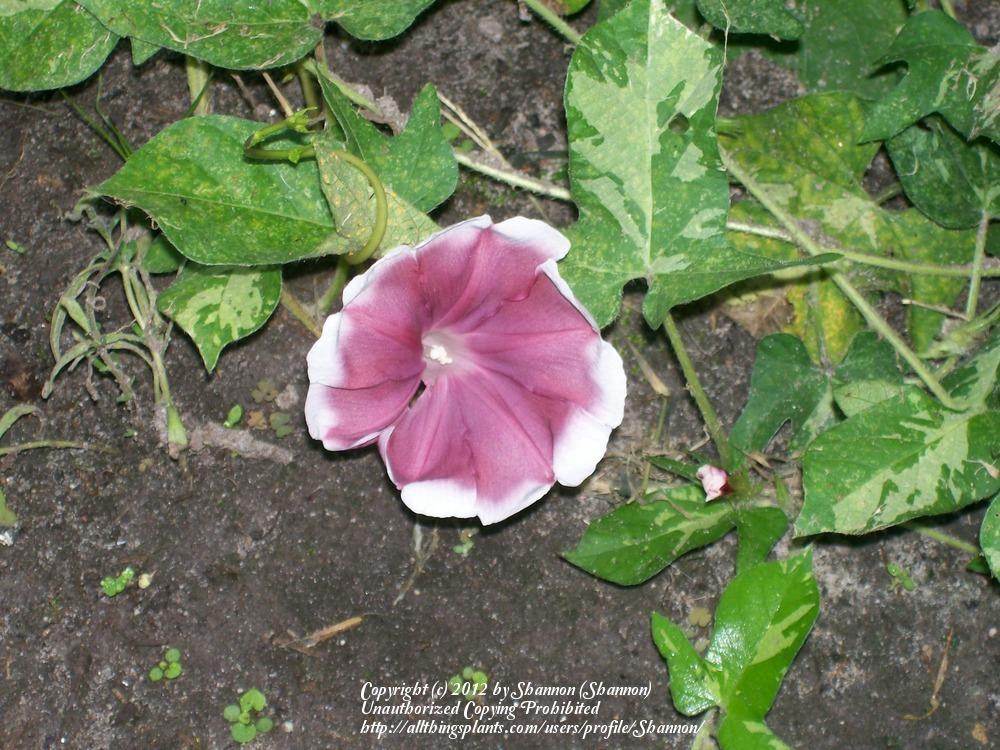 Photo of Morning Glory (Ipomoea 'Chocolate Silk') uploaded by Shannon