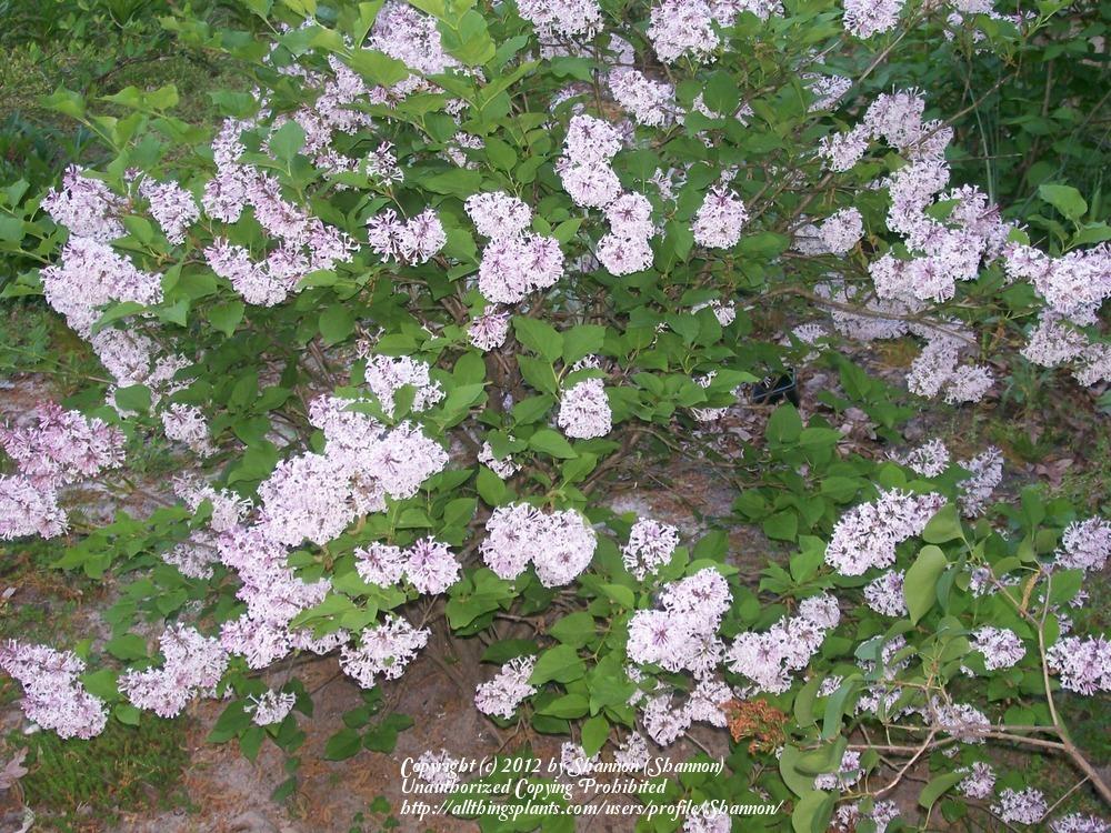 Photo of Manchurian Lilac (Syringa pubescens subsp. patula 'Miss Kim') uploaded by Shannon