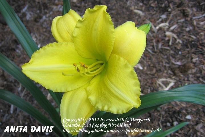 Photo of Daylily (Hemerocallis 'Anita Davis') uploaded by mcash70