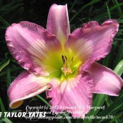 Location: BX Creek Daylilies, Vernon, BC.
Photo by Gail Morgan. Used with permission.