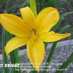 Location: BX Creek Daylilies, Vernon, BC.
Photo by Gail Morgan of BX Creek Daylilies. Used with permission