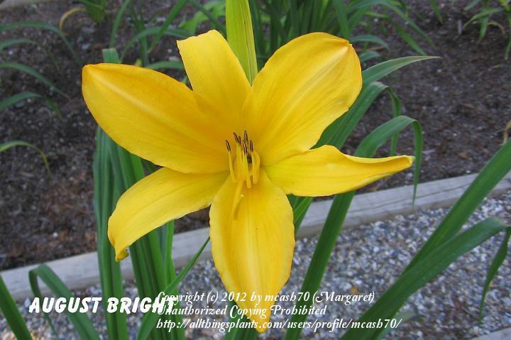 Photo of Daylily (Hemerocallis 'August Bright') uploaded by mcash70
