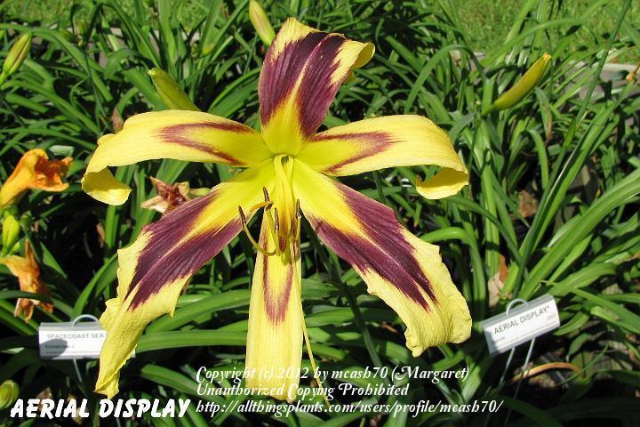 Photo of Daylily (Hemerocallis 'Aerial Display') uploaded by mcash70