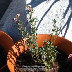 Location: At our garden - Central Valley area, CA
Date: 2012-02-08
A new plant addition: Oscularia caulescens