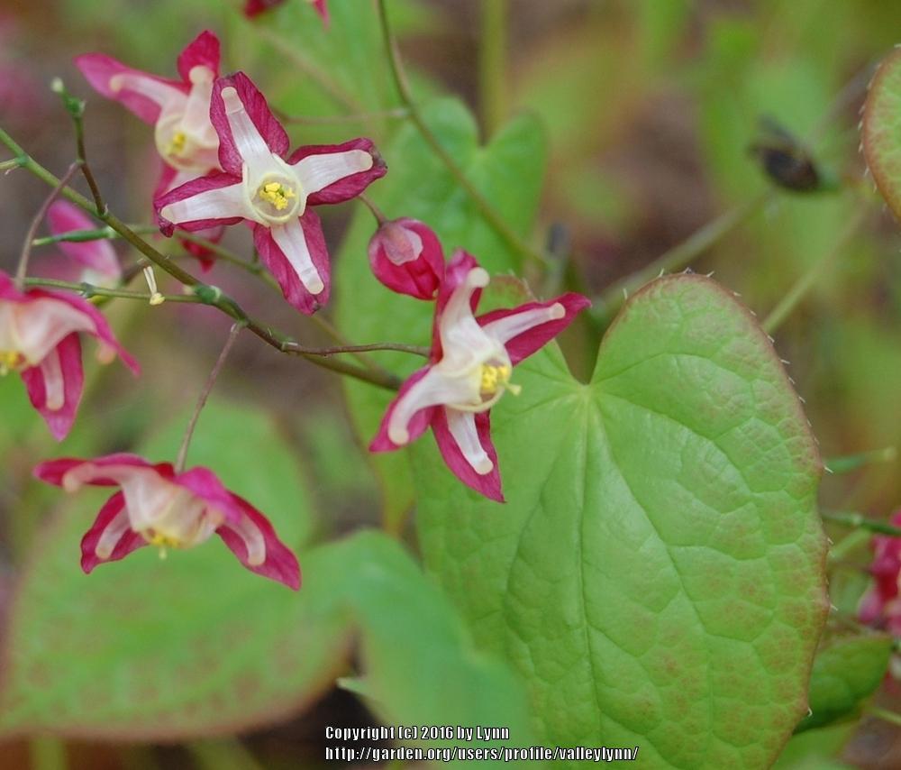 Photo of Red Barrenwort (Epimedium alpinum 'Rubrum') uploaded by valleylynn