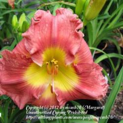 Location: BX Creek Daylilies, Vernon, BC.
Photo by Gail Morgan. Used with permission.