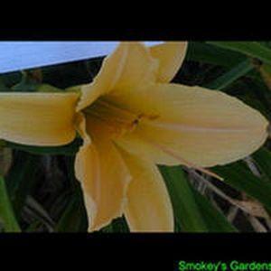 Photo of Daylily (Hemerocallis 'Oriental Beauty') uploaded by vic