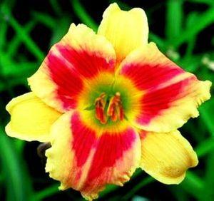 Photo of Daylily (Hemerocallis 'Looking for Love') uploaded by vic