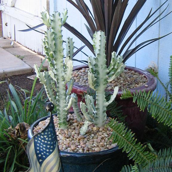 Photo of Euphorbia (Euphorbia lactea 'White Ghost') uploaded by GardenGuyAZ