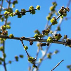 Location: Medina Co., Texas
Date: February 1, 2012
Arizona Ash blooming, with bees