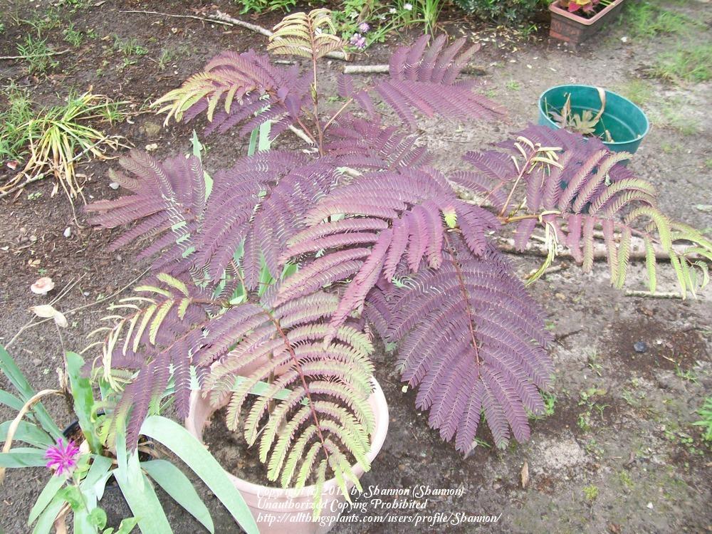 Photo of Chocolate Mimosa (Albizia julibrissin 'Summer Chocolate') uploaded by Shannon