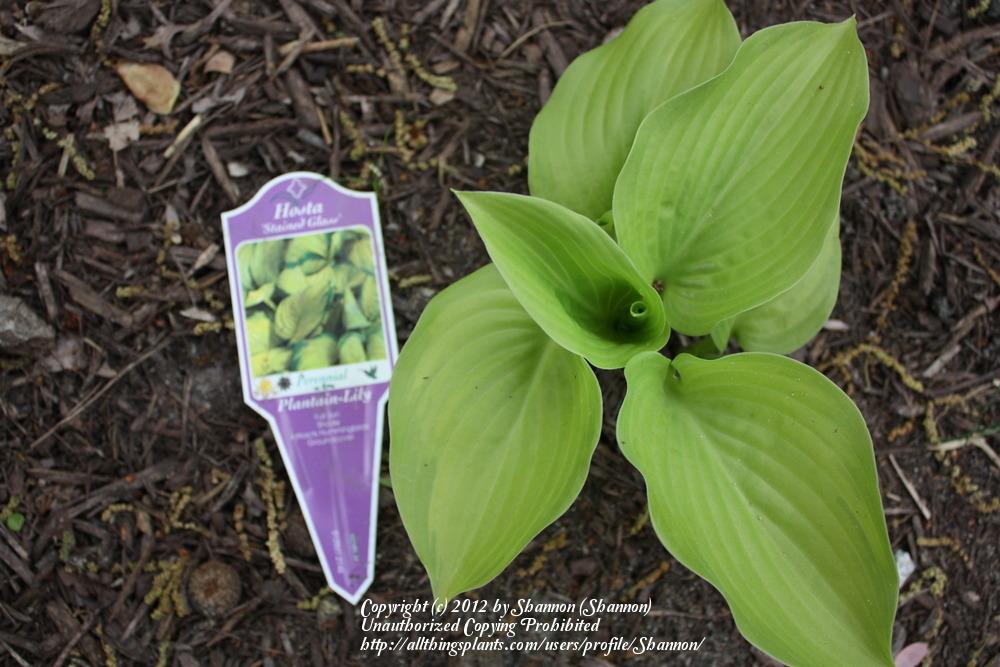 Photo of Hosta 'Stained Glass' uploaded by Shannon