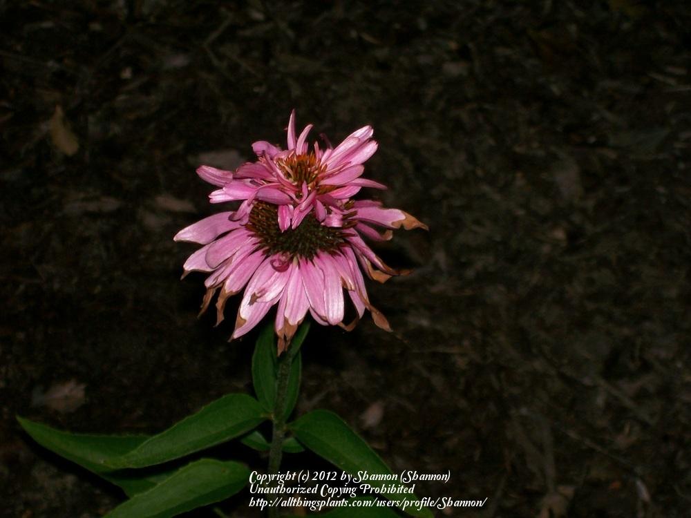 Photo of Eastern Purple Coneflower (Echinacea purpurea 'Doppelganger') uploaded by Shannon